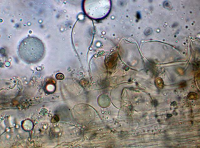 Psathyrella hirtosquamulosa   (Peck)   A. H. Smith